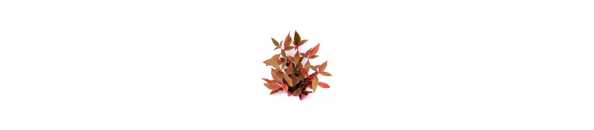 Plante pour aquarium