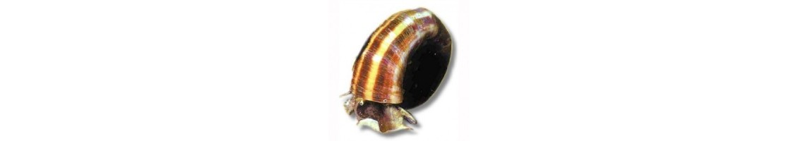Escargots