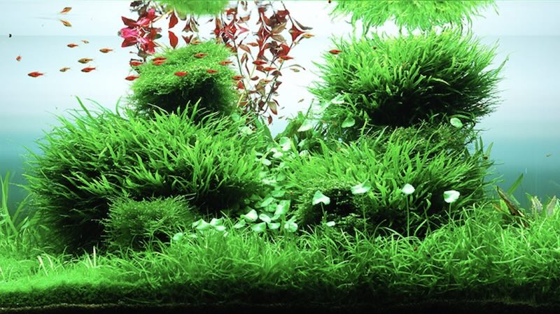 Aquarium avec engrais GreenScape