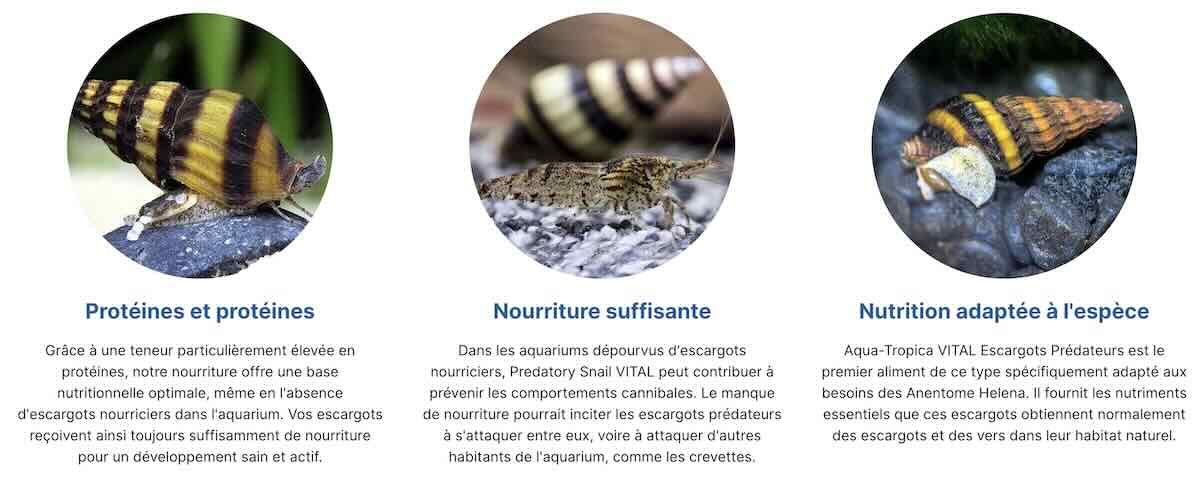nourriture raubschnecken vital