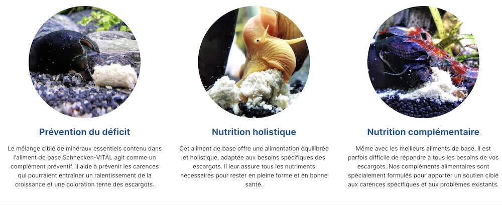 nutrition des escargots d'aquarium